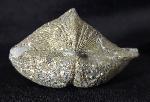 Paraspirifer bownockeri (STEWART 1927) - Bild &copy; FossNet FossilienStore